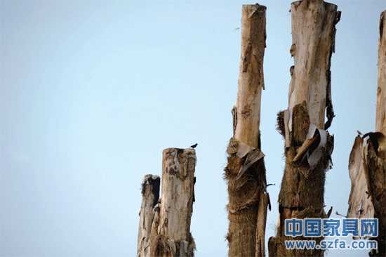 紫薇樹皮已干枯脫落。記者王從啟/攝src="http://www.zhengchang8.com/file/upload/201207/18/14-00-48-68-1.jpg"