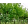 品牌好的濟(jì)南市速生國槐,速生國槐價(jià)格，選擇天野綠化苗木材料