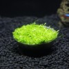 好的吳氏水草廣州吳氏水草供應(yīng)，哪里有造景水草