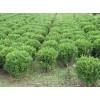 【薦！】【天津黃楊球批發(fā)】【山西黃楊球基地】【濰坊黃楊球價(jià)格】~青州光輝苗木
