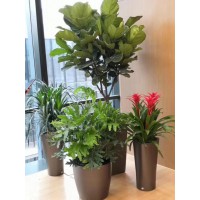 哈爾濱花卉租擺-認準哈爾濱優(yōu)悅花卉夠買