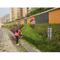 供應(yīng)河南無(wú)病蟲(chóng)害的園林景觀-河南私家庭院設(shè)計(jì)